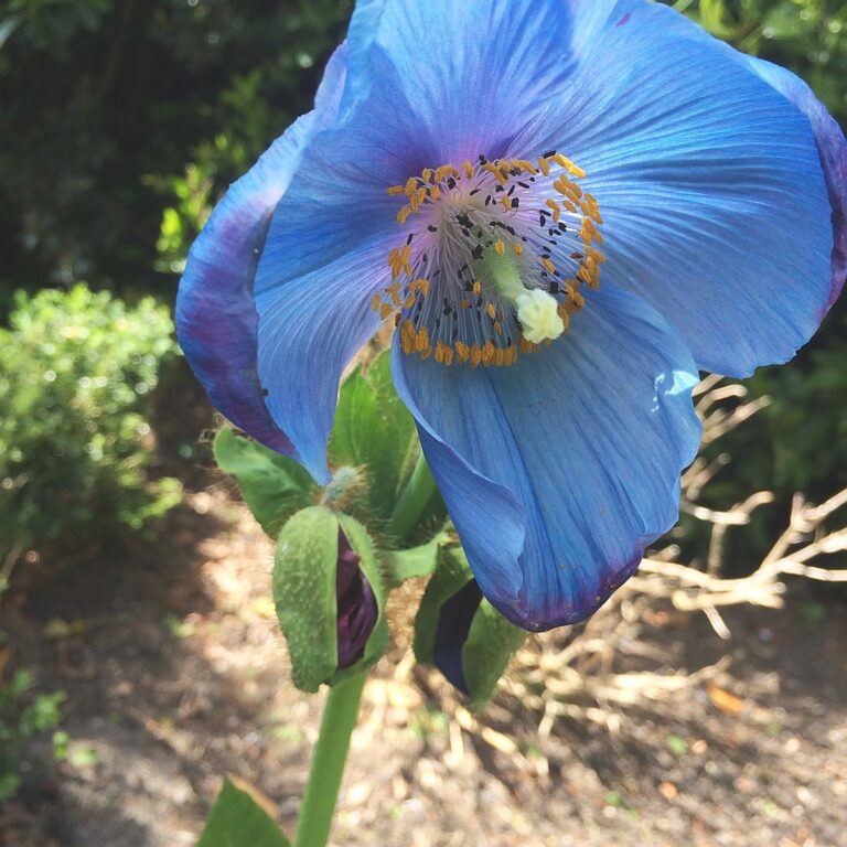 blue flower